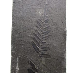 Carboniferous Fern from Germany #8