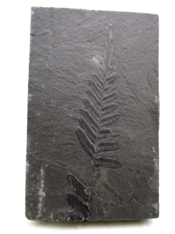 Carboniferous Fern from Germany #8