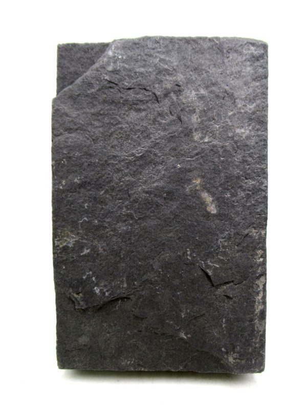 Carboniferous Fern from Germany #8 - Image 2