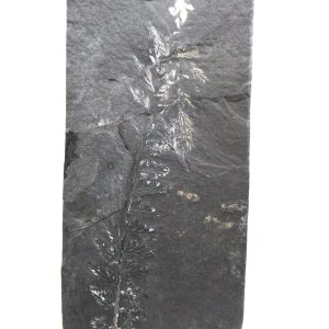 Carboniferous Fern from Germany #9