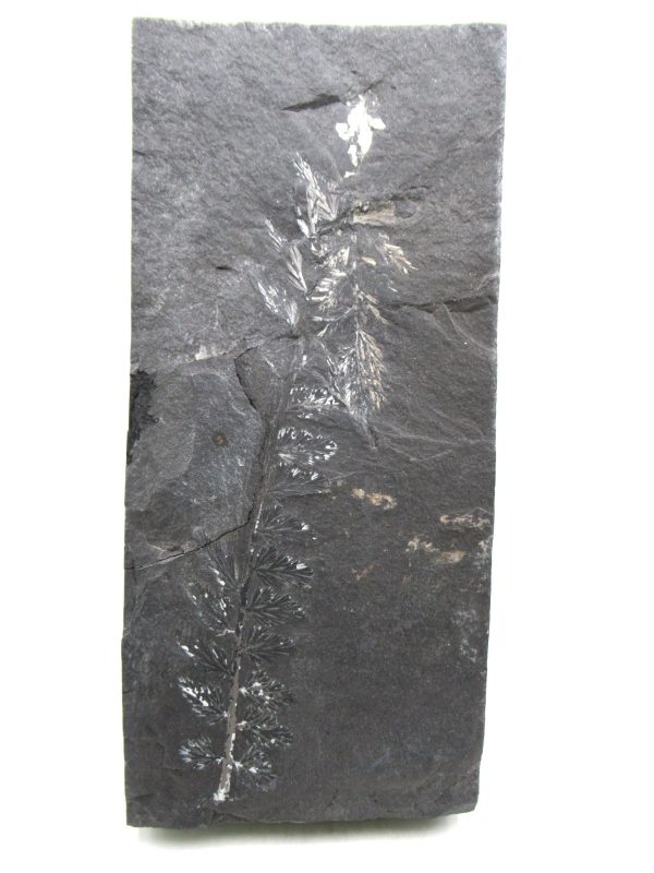 Carboniferous Fern from Germany #9