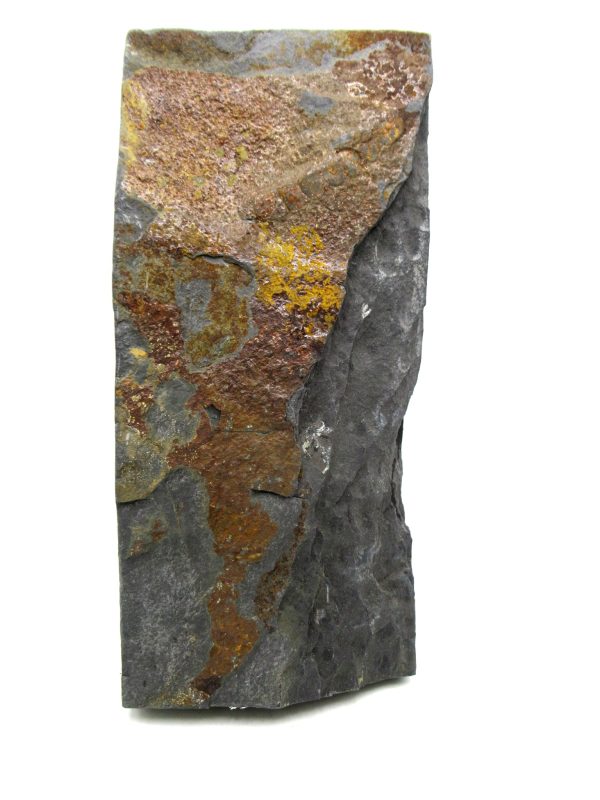 Carboniferous Fern from Germany #9 - Image 2