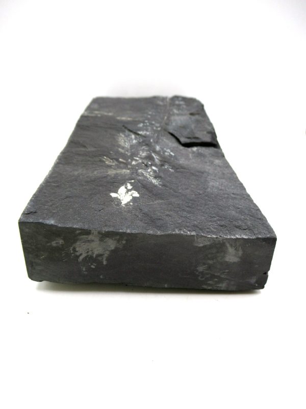 Carboniferous Fern from Germany #9 - Image 3
