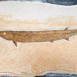 Solnhofen Genuine Jurassic Fish Fossil for Sale #12