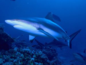 Carcharhinus