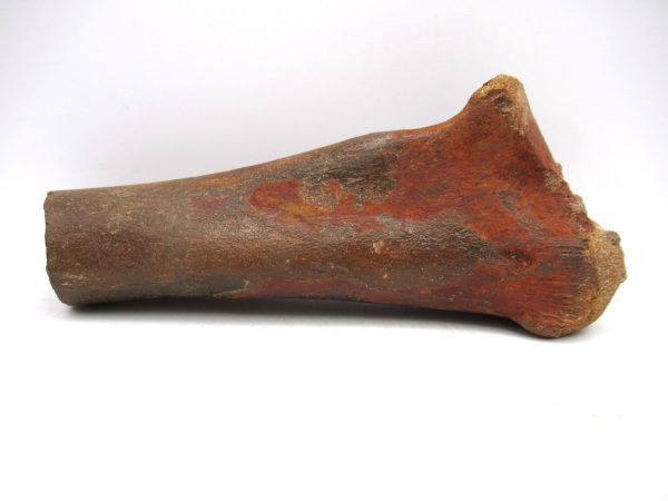 Carcharodontosaurus Dinosaur Bone #3 - Image 2
