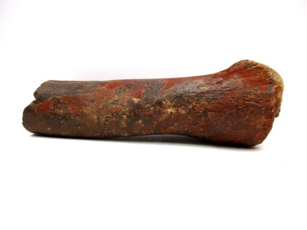 Carcharodontosaurus Dinosaur Bone #3 - Image 5