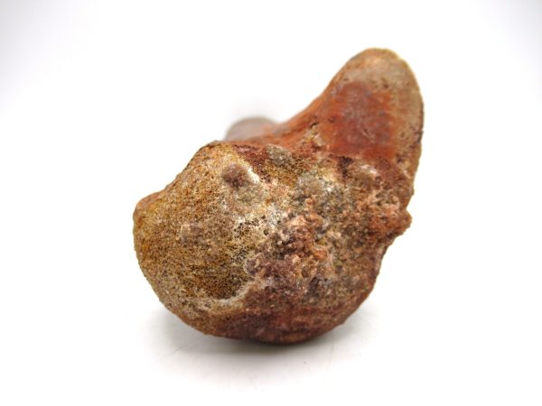 Carcharodontosaurus Dinosaur Bone #3 - Image 4