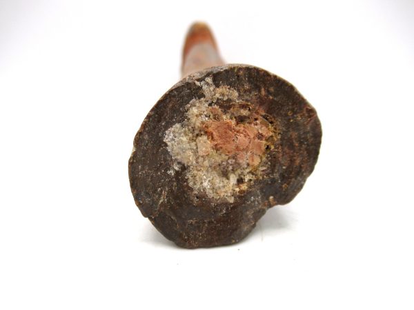 Carcharodontosaurus Dinosaur Bone #3 - Image 3