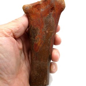 Carcharodontosaurus Dinosaur Bone #3