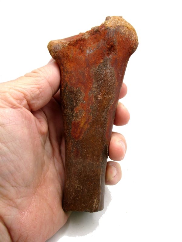 Carcharodontosaurus Dinosaur Bone #3