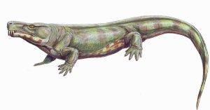 Limnoscelis