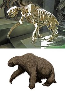 Megalonyx