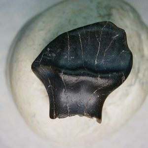 Ankylosaurus Armored Dinosaur Tooth Fossil for Sale 75