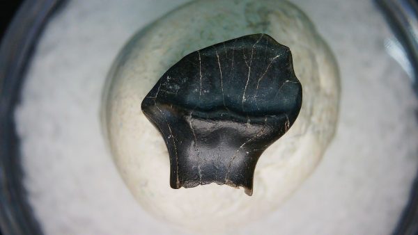 Ankylosaurus Armored Dinosaur Tooth Fossil for Sale 75