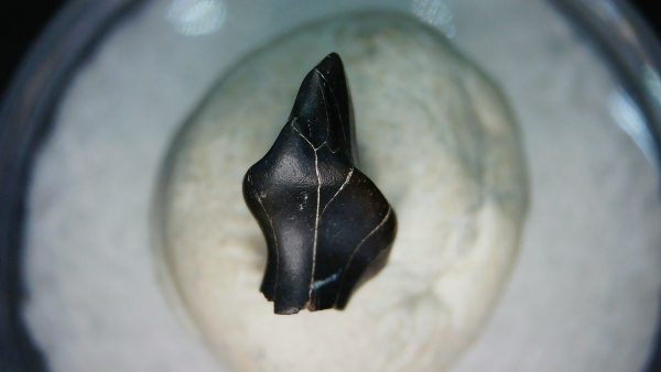 Ankylosaurus Armored Dinosaur Tooth Fossil for Sale 75 - Image 2