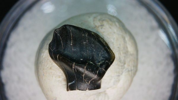 Ankylosaurus Armored Dinosaur Tooth Fossil for Sale 75 - Image 6