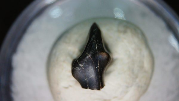 Ankylosaurus Armored Dinosaur Tooth Fossil for Sale 75 - Image 5