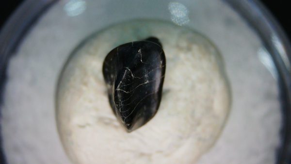 Ankylosaurus Armored Dinosaur Tooth Fossil for Sale 75 - Image 4