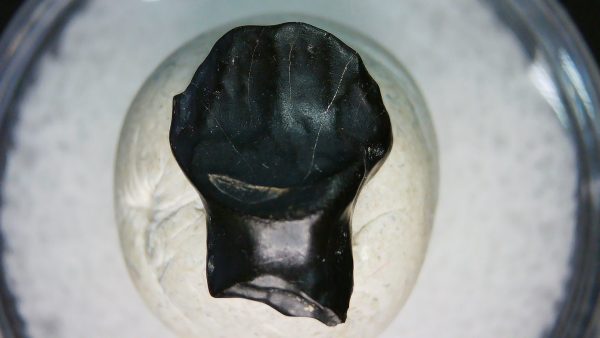 Ankylosaurus Armored Dinosaur Tooth Fossil for Sale 76
