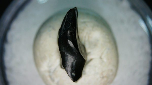 Ankylosaurus Armored Dinosaur Tooth Fossil for Sale 76 - Image 2