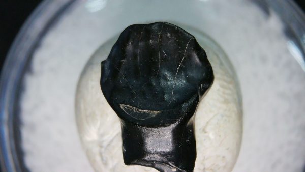 Ankylosaurus Armored Dinosaur Tooth Fossil for Sale 76 - Image 6