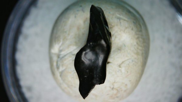 Ankylosaurus Armored Dinosaur Tooth Fossil for Sale 76 - Image 5