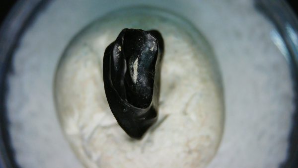 Ankylosaurus Armored Dinosaur Tooth Fossil for Sale 76 - Image 3