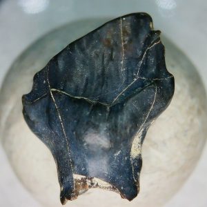 Ankylosaurus Armored Dinosaur Tooth Fossil for Sale 77