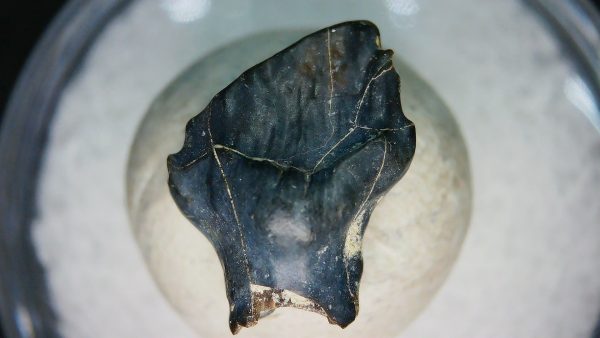 Ankylosaurus Armored Dinosaur Tooth Fossil for Sale 77