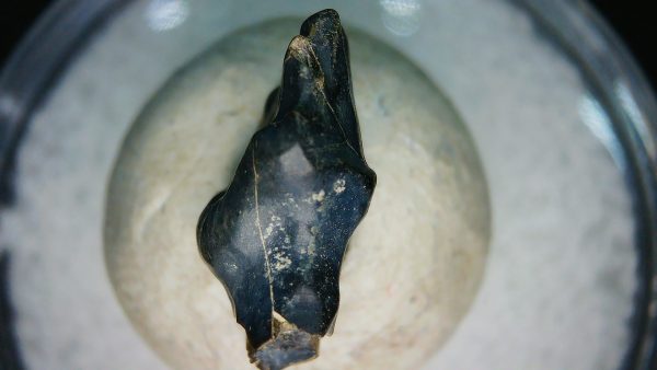 Ankylosaurus Armored Dinosaur Tooth Fossil for Sale 77 - Image 2