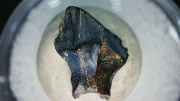 Ankylosaurus Armored Dinosaur Tooth Fossil for Sale 77 - Image 6