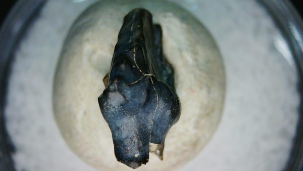 Ankylosaurus Armored Dinosaur Tooth Fossil for Sale 77 - Image 5