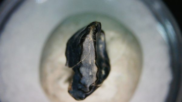 Ankylosaurus Armored Dinosaur Tooth Fossil for Sale 77 - Image 4