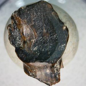 Ankylosaurus Armored Dinosaur Tooth Fossil for Sale 78