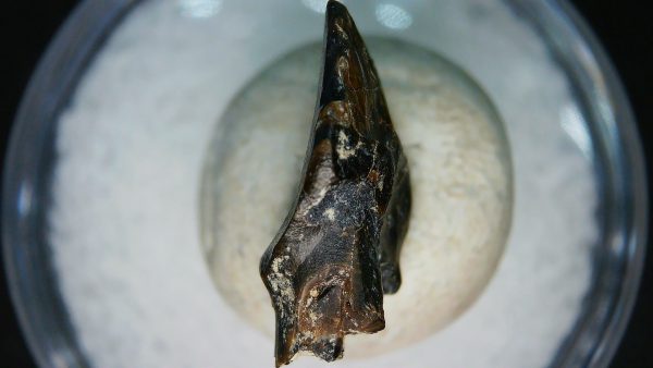Ankylosaurus Armored Dinosaur Tooth Fossil for Sale 78 - Image 2