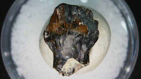 Ankylosaurus Armored Dinosaur Tooth Fossil for Sale 78 - Image 6