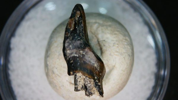 Ankylosaurus Armored Dinosaur Tooth Fossil for Sale 78 - Image 5
