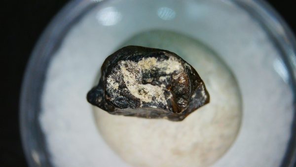 Ankylosaurus Armored Dinosaur Tooth Fossil for Sale 78 - Image 3