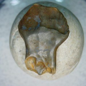 Ankylosaurus Armored Dinosaur Tooth Fossil for Sale 79