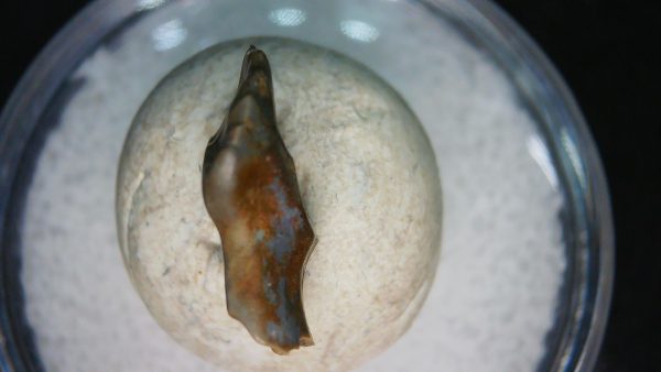 Ankylosaurus Armored Dinosaur Tooth Fossil for Sale 79 - Image 2