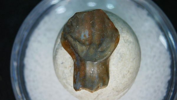 Ankylosaurus Armored Dinosaur Tooth Fossil for Sale 79 - Image 6