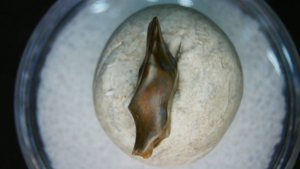 Ankylosaurus Armored Dinosaur Tooth Fossil for Sale 79 - Image 5