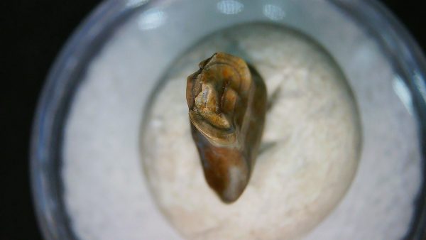 Ankylosaurus Armored Dinosaur Tooth Fossil for Sale 79 - Image 3
