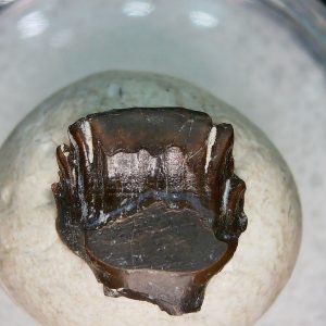 Ankylosaurus Armored Dinosaur Tooth Fossil for Sale 80