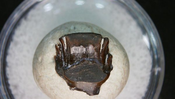 Ankylosaurus Armored Dinosaur Tooth Fossil for Sale 80