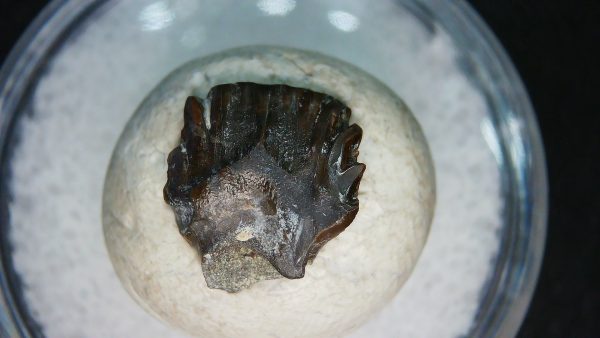 Ankylosaurus Armored Dinosaur Tooth Fossil for Sale 80 - Image 6