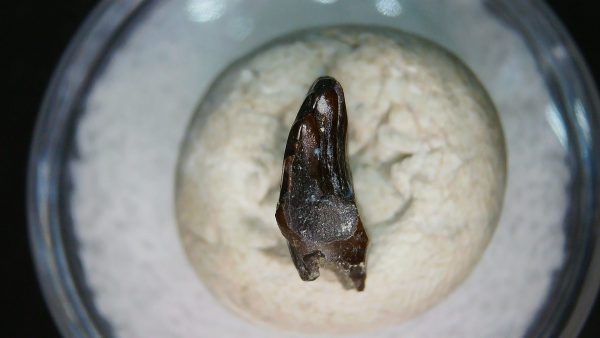 Ankylosaurus Armored Dinosaur Tooth Fossil for Sale 80 - Image 5
