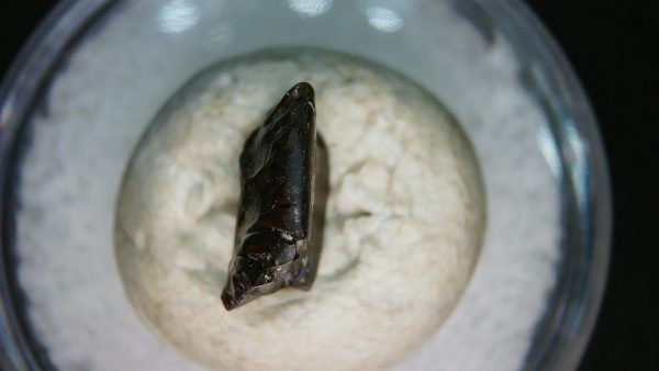 Ankylosaurus Armored Dinosaur Tooth Fossil for Sale 80 - Image 4