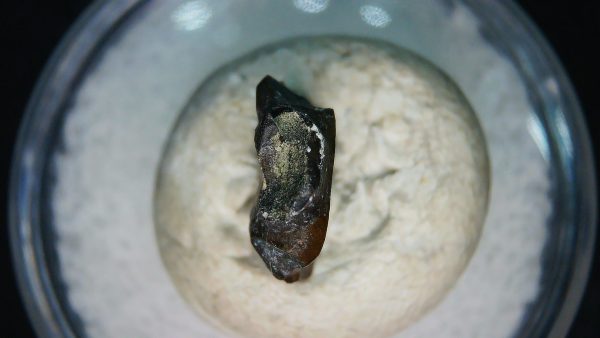 Ankylosaurus Armored Dinosaur Tooth Fossil for Sale 80 - Image 3